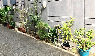 Japan: Grün auf kleinstem Raum